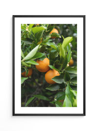Orangenbaum Grünes Laub