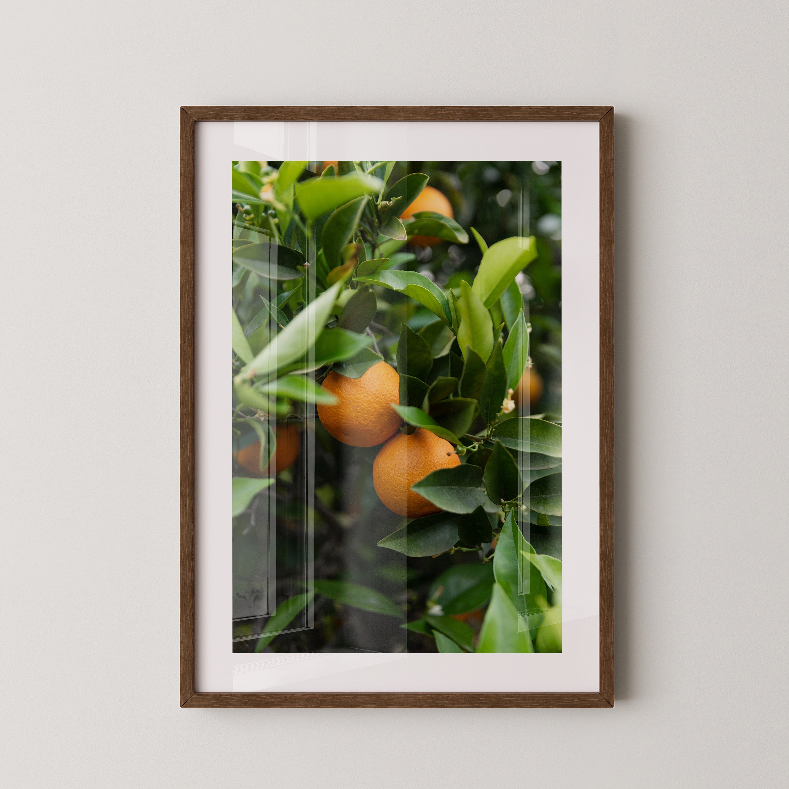 Orangenbaum Grünes Laub