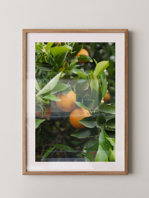 Orangenbaum Grünes Laub