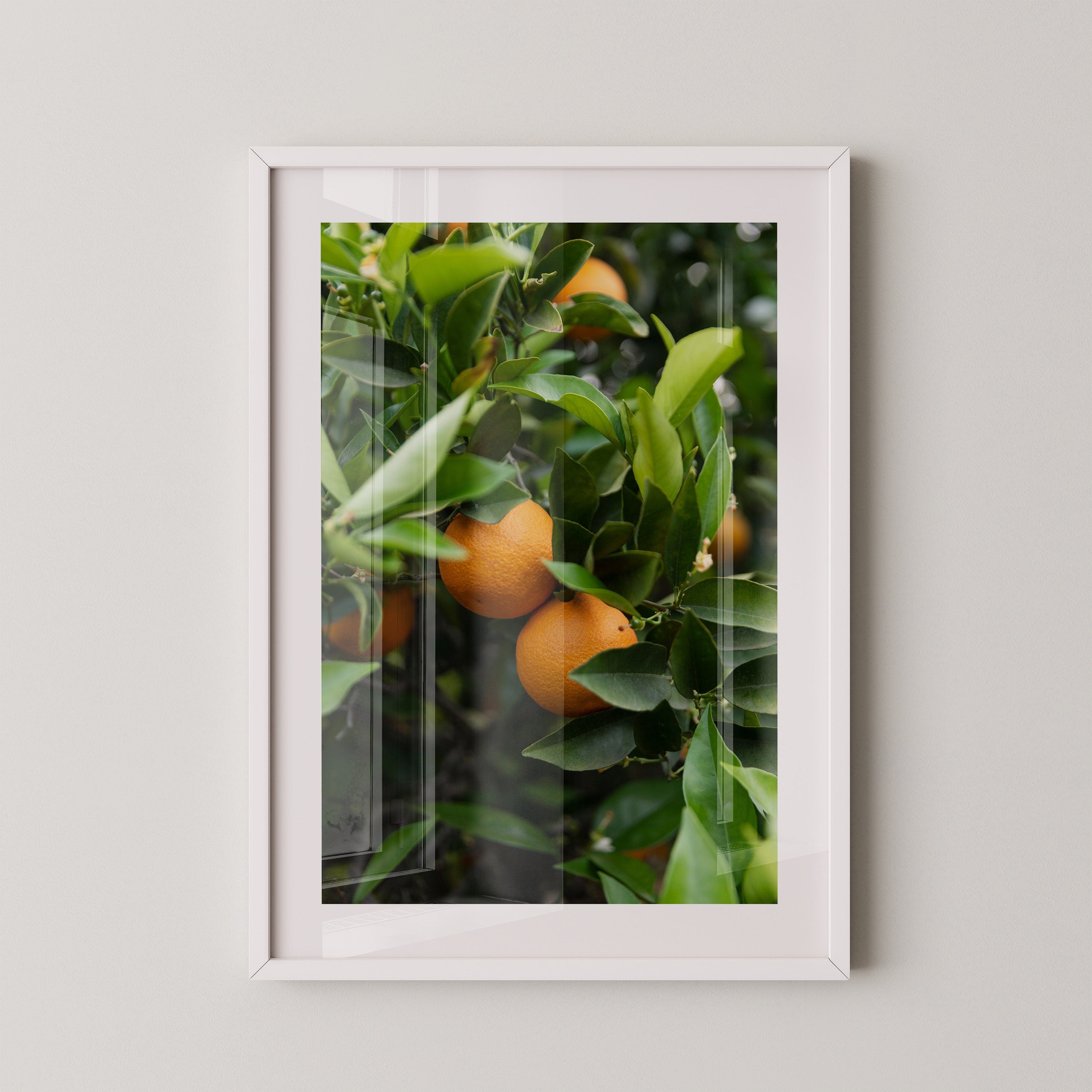 Orangenbaum Grünes Laub