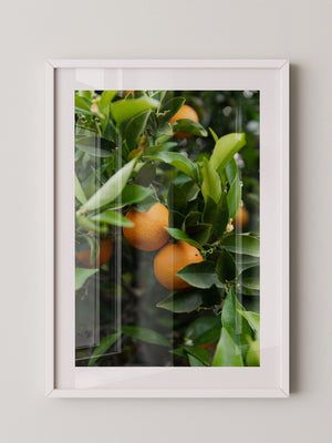 Orangenbaum Grünes Laub