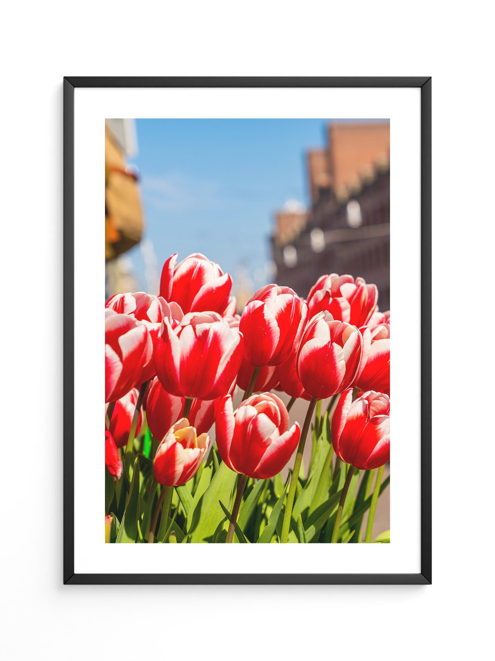 Tulpen frühlingshaft Straße