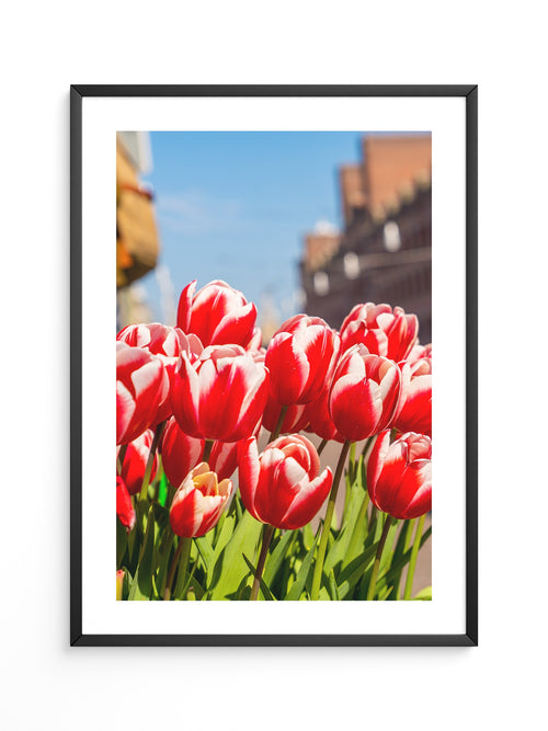 Tulpen frühlingshaft Straße