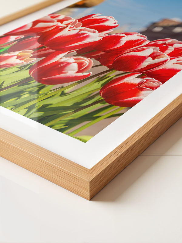 Tulpen frühlingshaft Straße