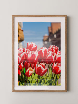 Tulpen frühlingshaft Straße