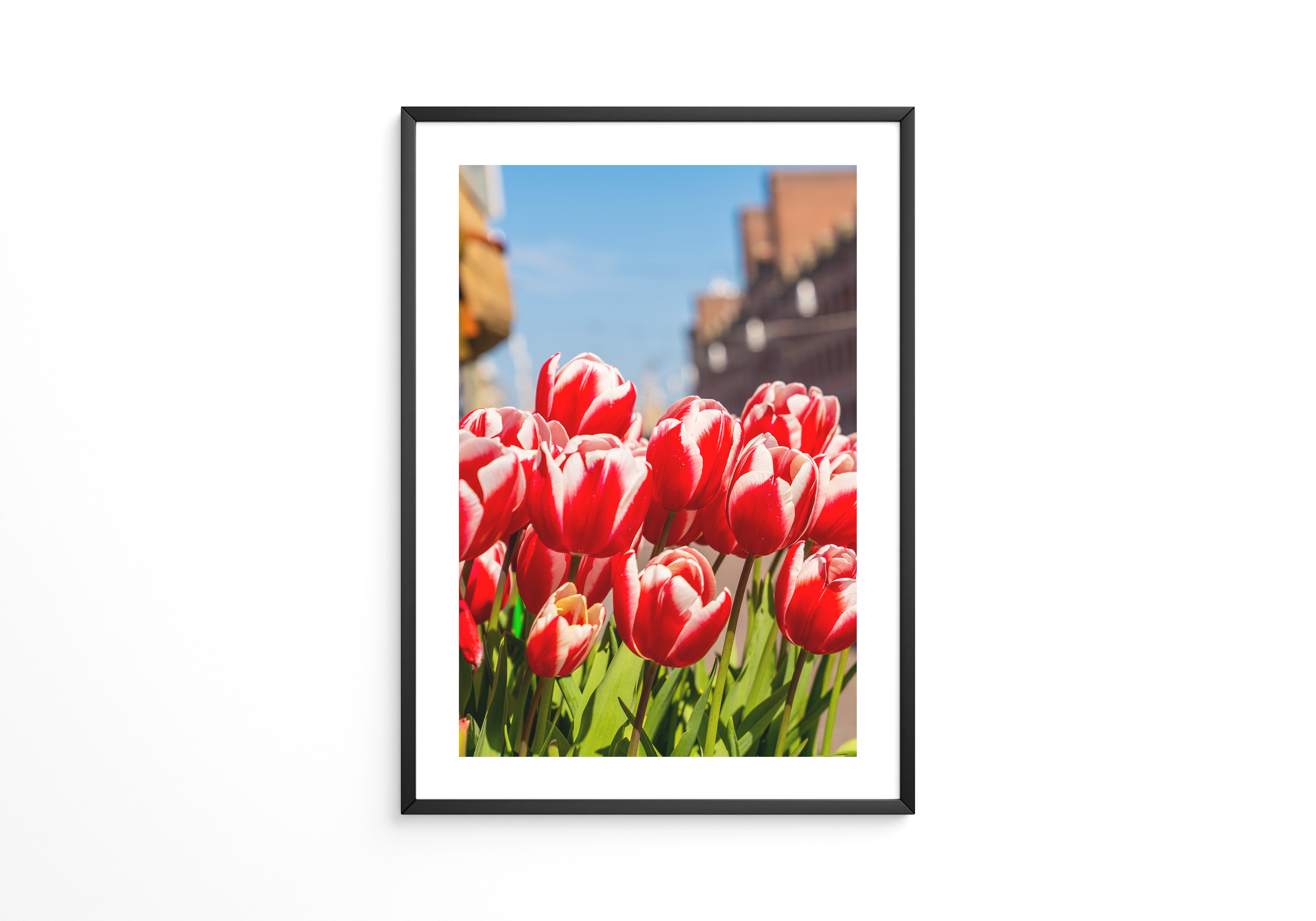 Tulpen frühlingshaft Straße