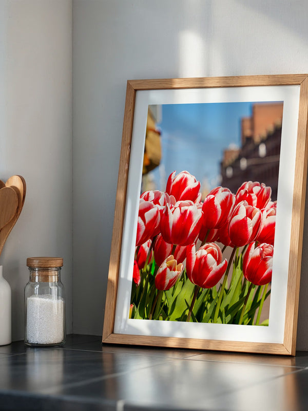 Tulpen frühlingshaft Straße
