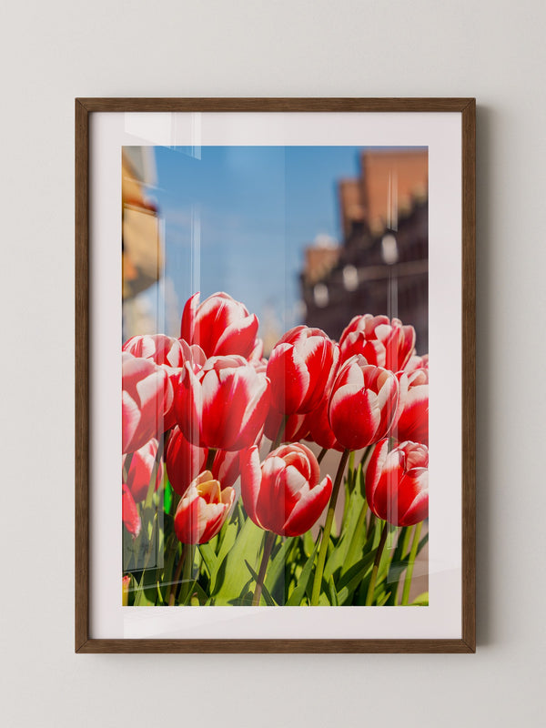Tulpen frühlingshaft Straße