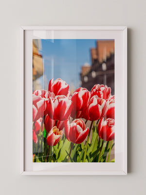 Tulpen frühlingshaft Straße