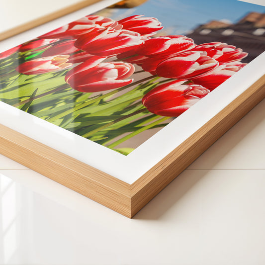 Tulpen frühlingshaft Straße