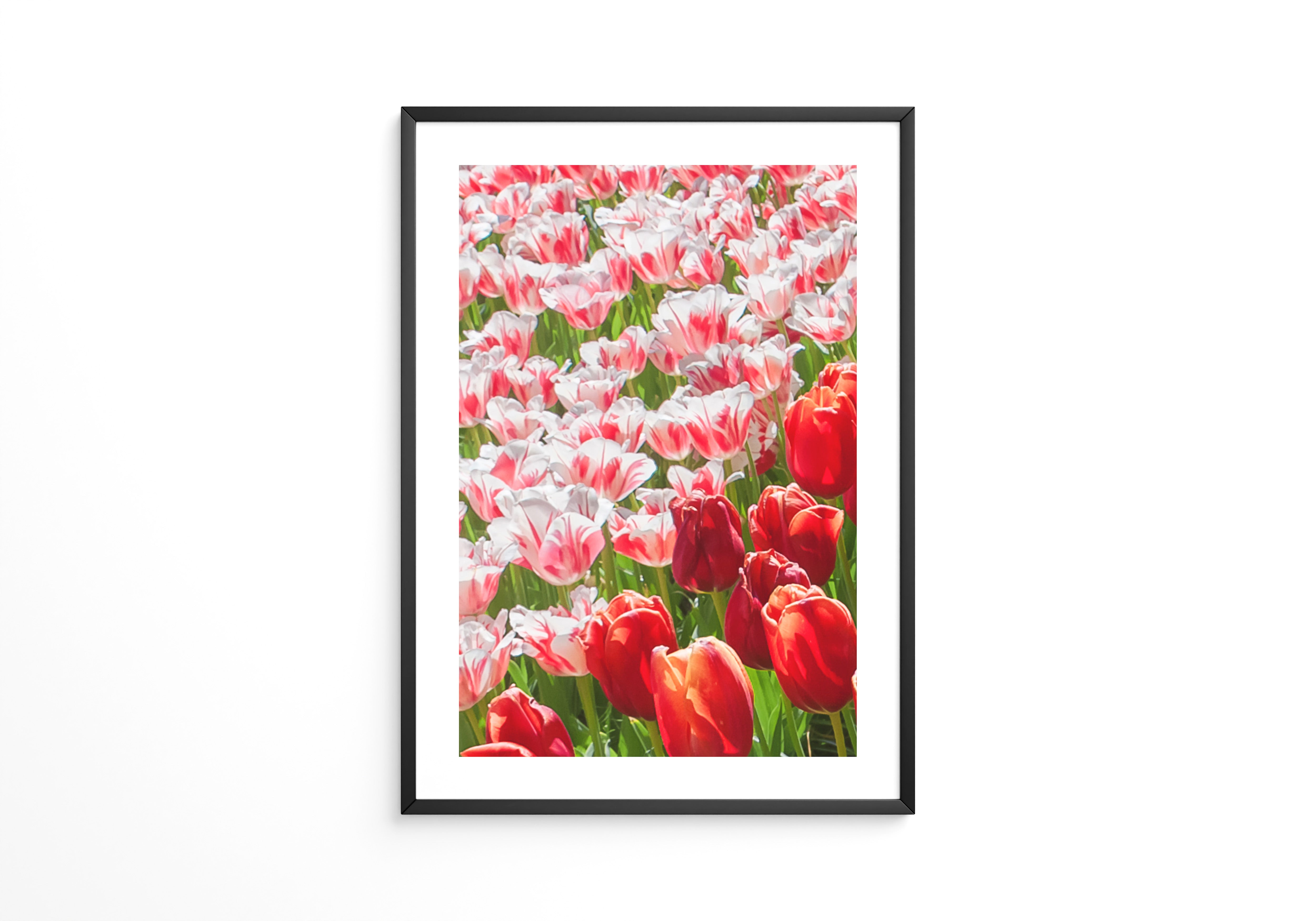 Tulpenmeer Rot Weiß