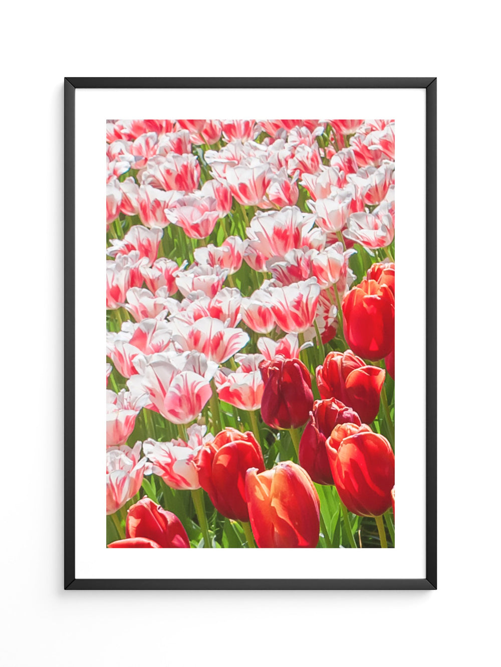 Tulpenmeer Rot Weiß