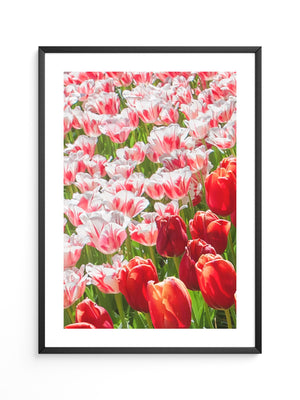 Tulpenmeer Rot Weiß