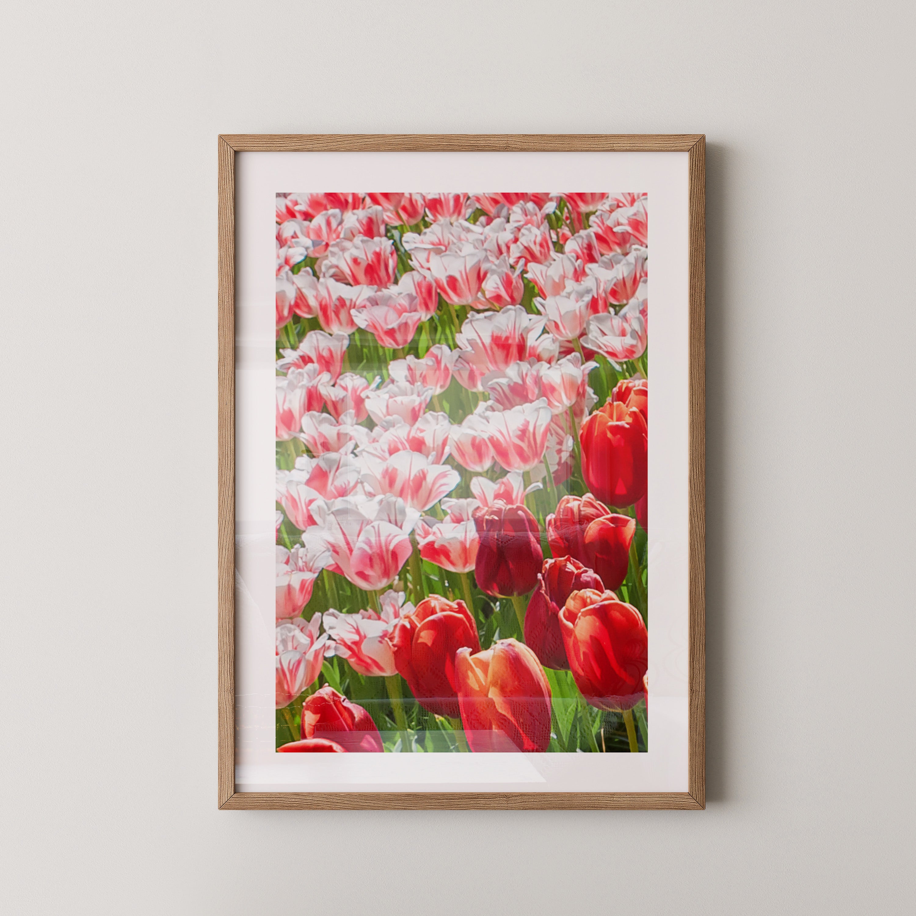 Tulpenmeer Rot Weiß
