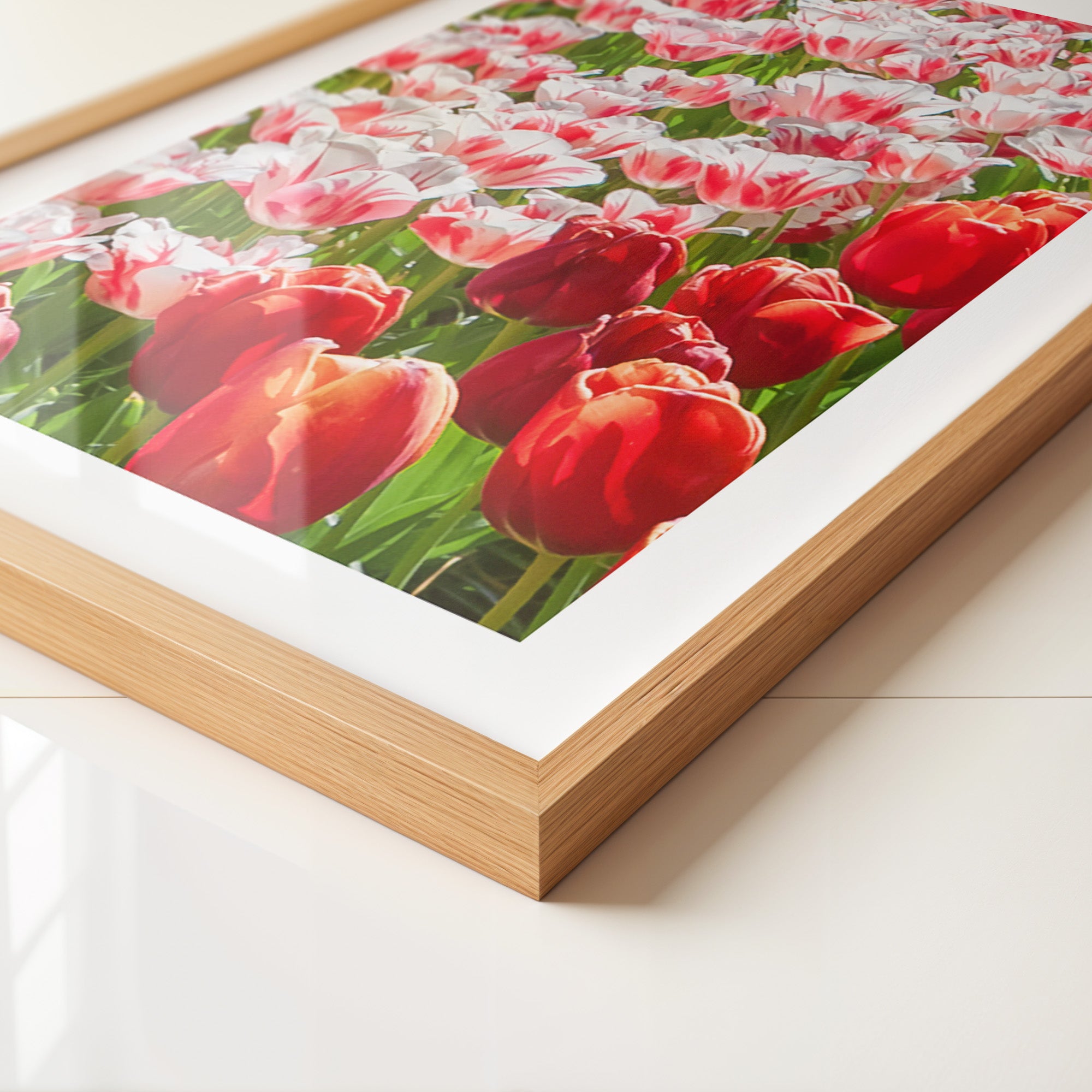 Tulpenmeer Rot Weiß