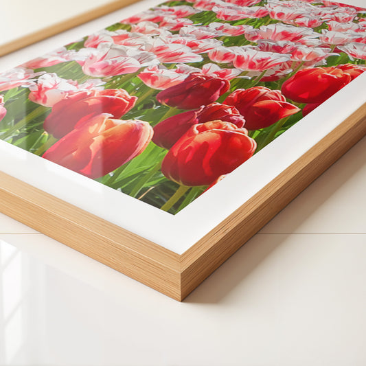 Tulpenmeer Rot Weiß