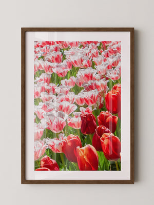 Tulpenmeer Rot Weiß