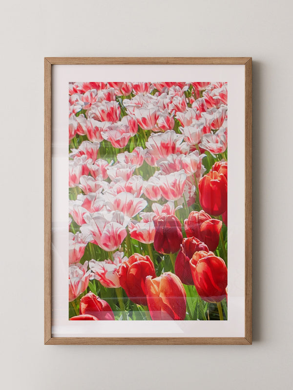 Tulpenmeer Rot Weiß