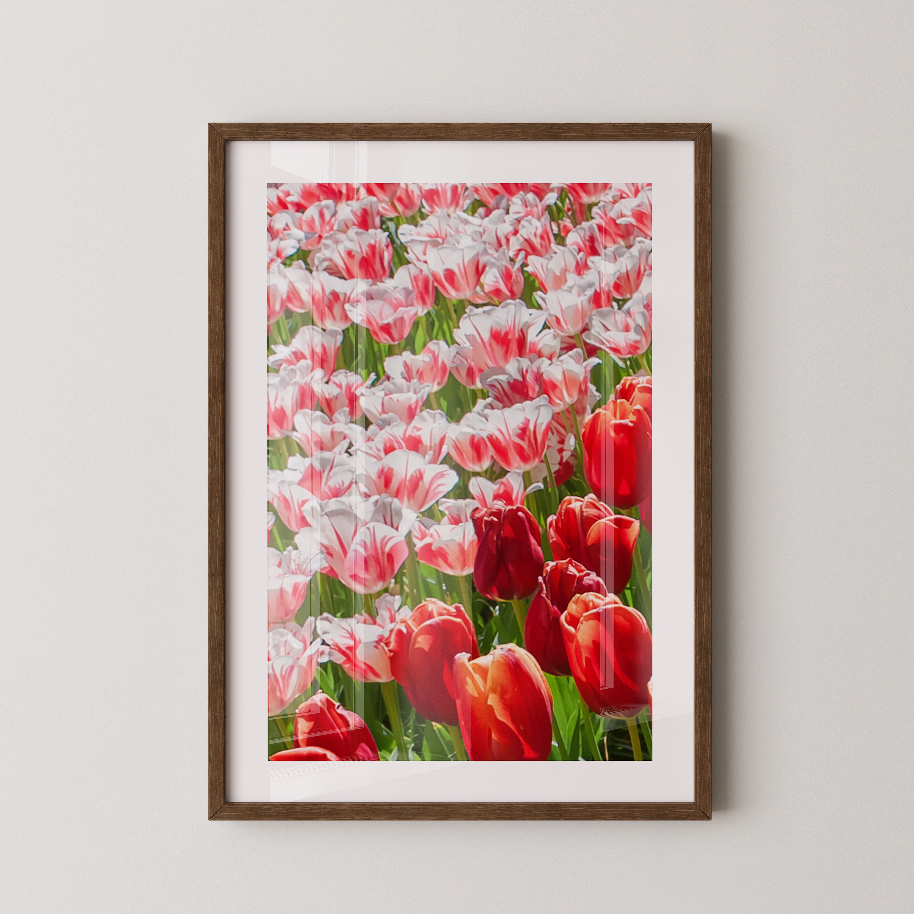 Tulpenmeer Rot Weiß