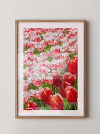 Tulpenmeer Rot Weiß