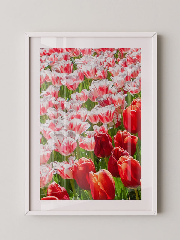 Tulpenmeer Rot Weiß