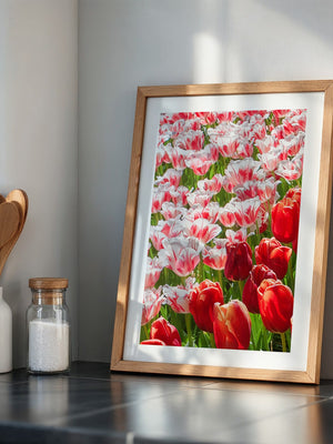 Tulpenmeer Rot Weiß
