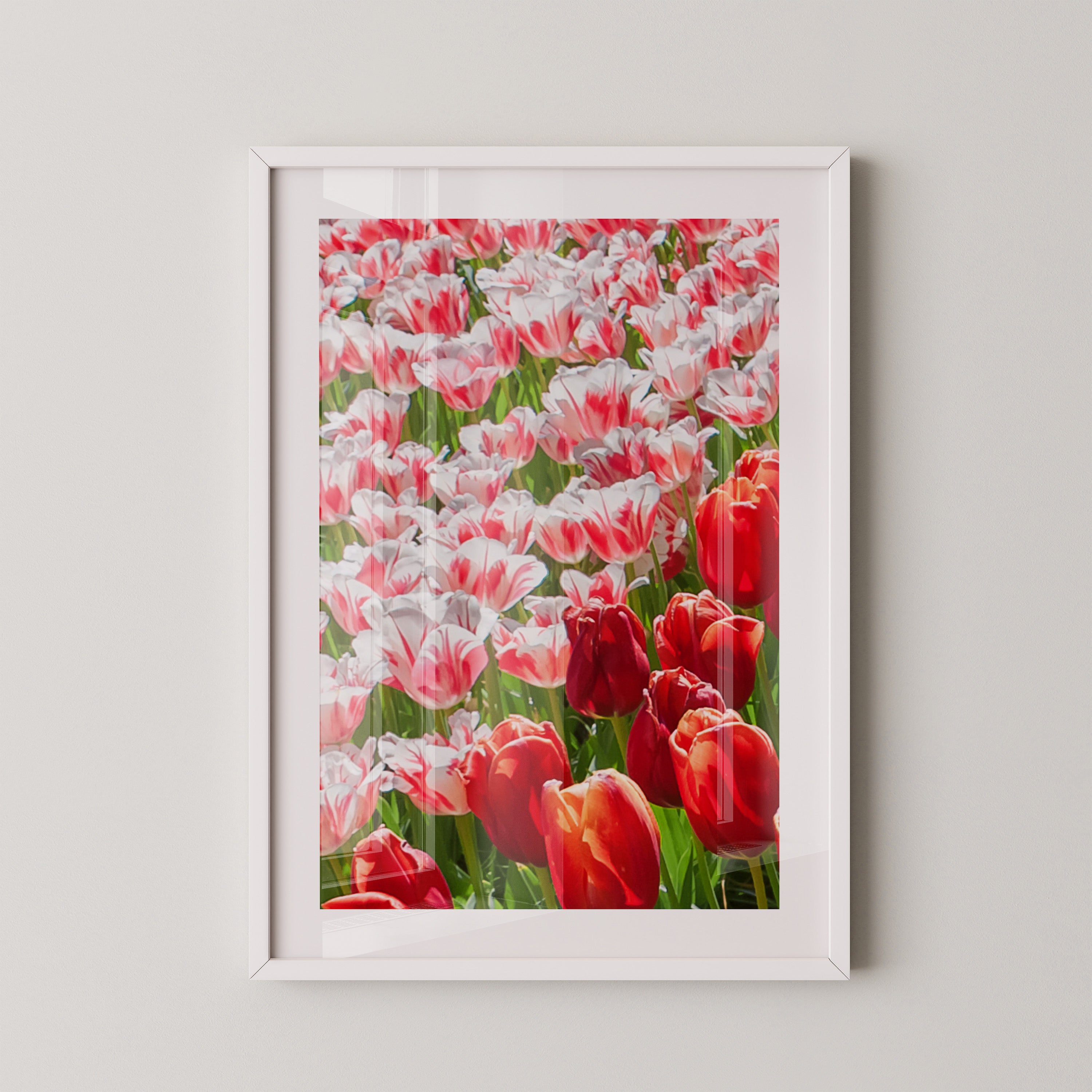 Tulpenmeer Rot Weiß