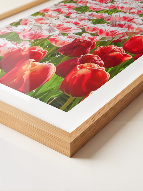 Tulpenmeer Rot Weiß