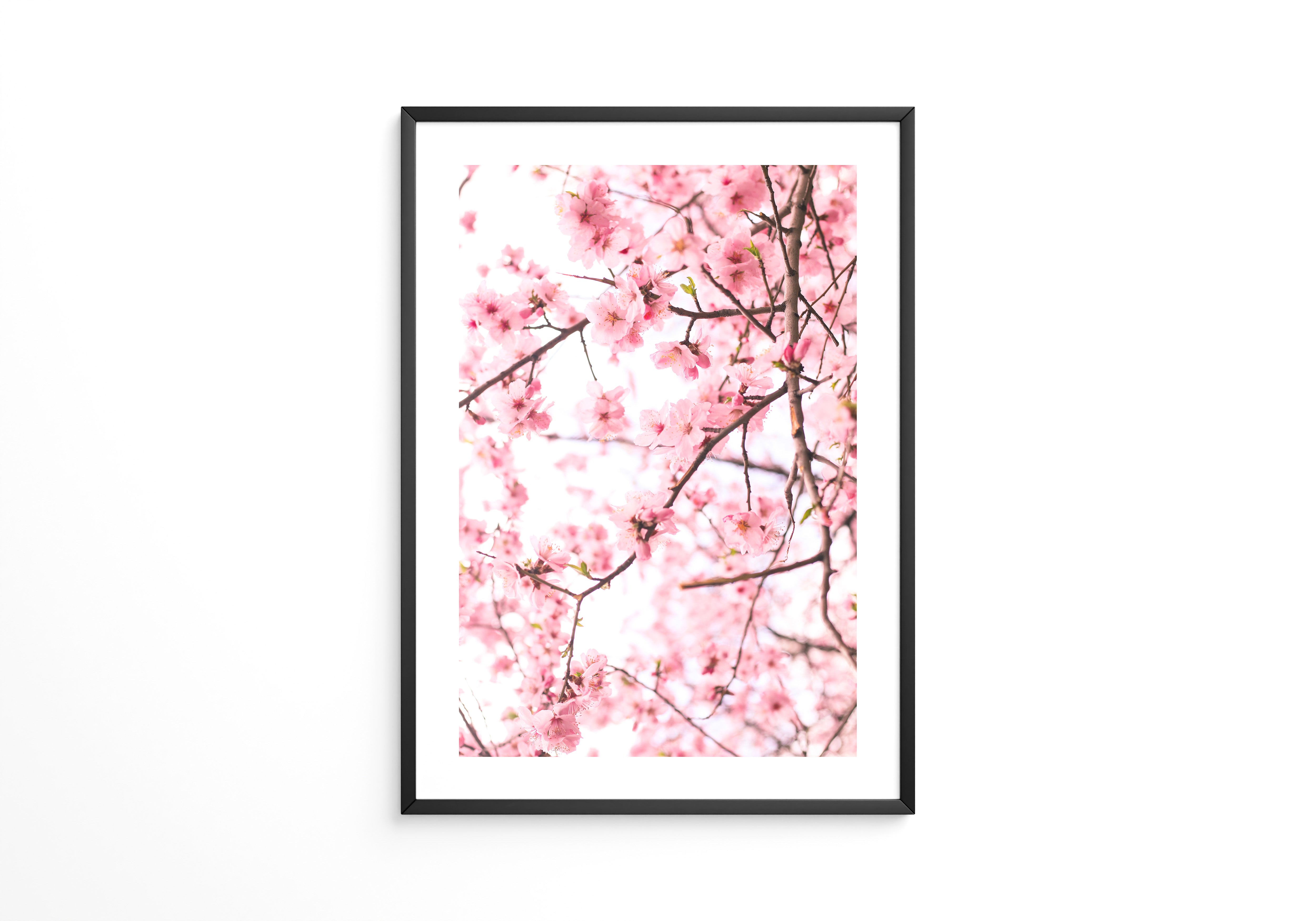 Kirschblüten zart rosa