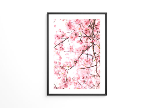 Kirschblüten zart rosa