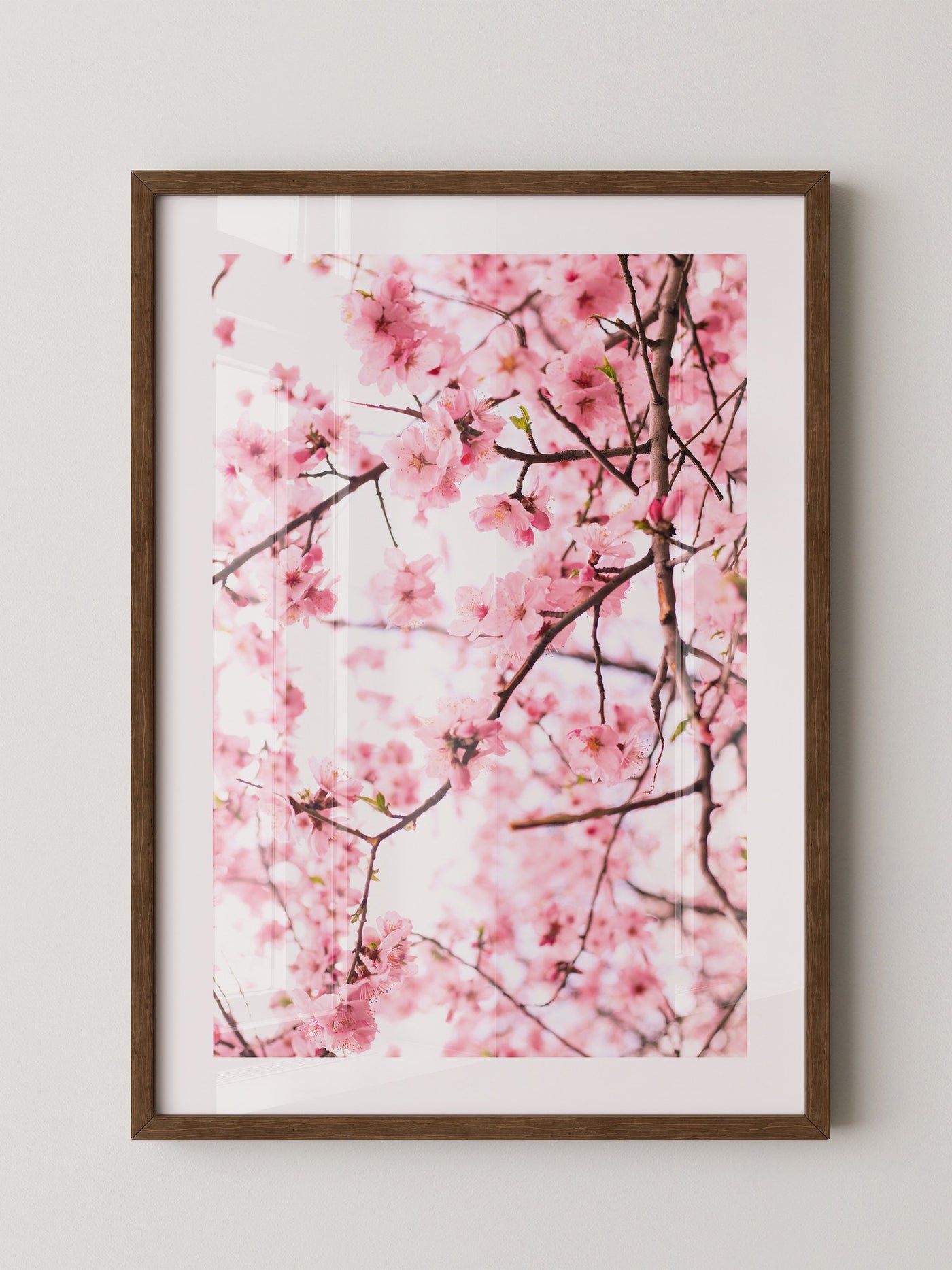 Kirschblüten zart rosa