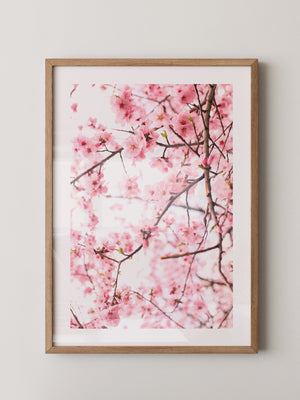 Kirschblüten zart rosa