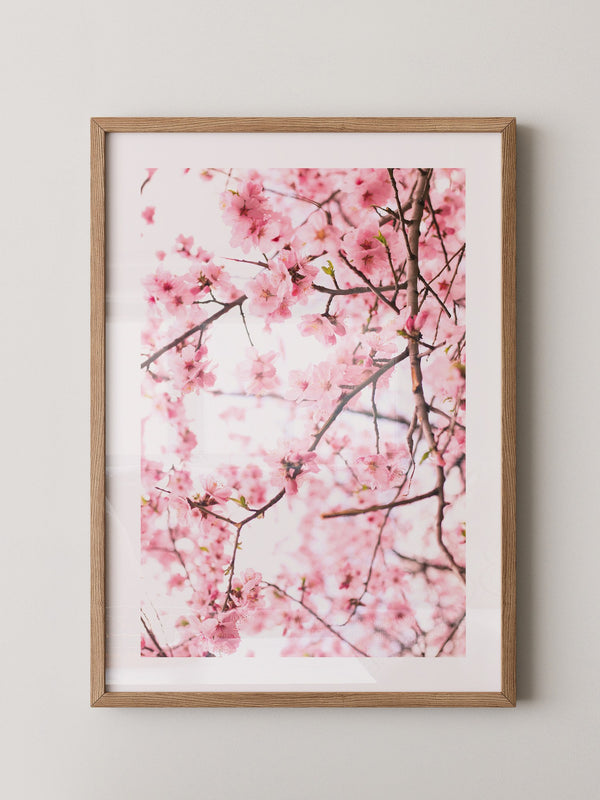 Kirschblüten zart rosa