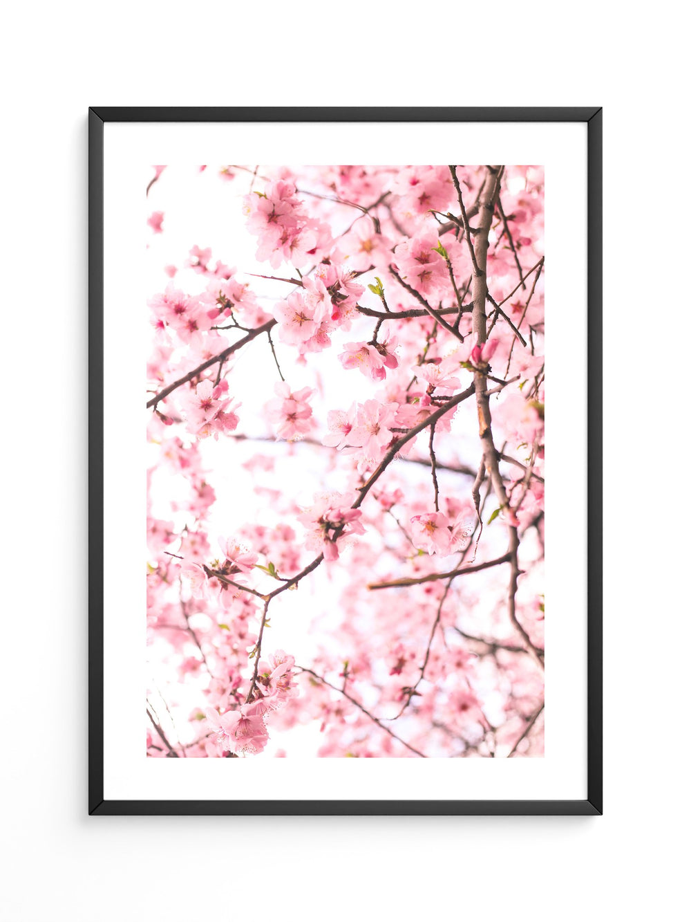 Kirschblüten zart rosa