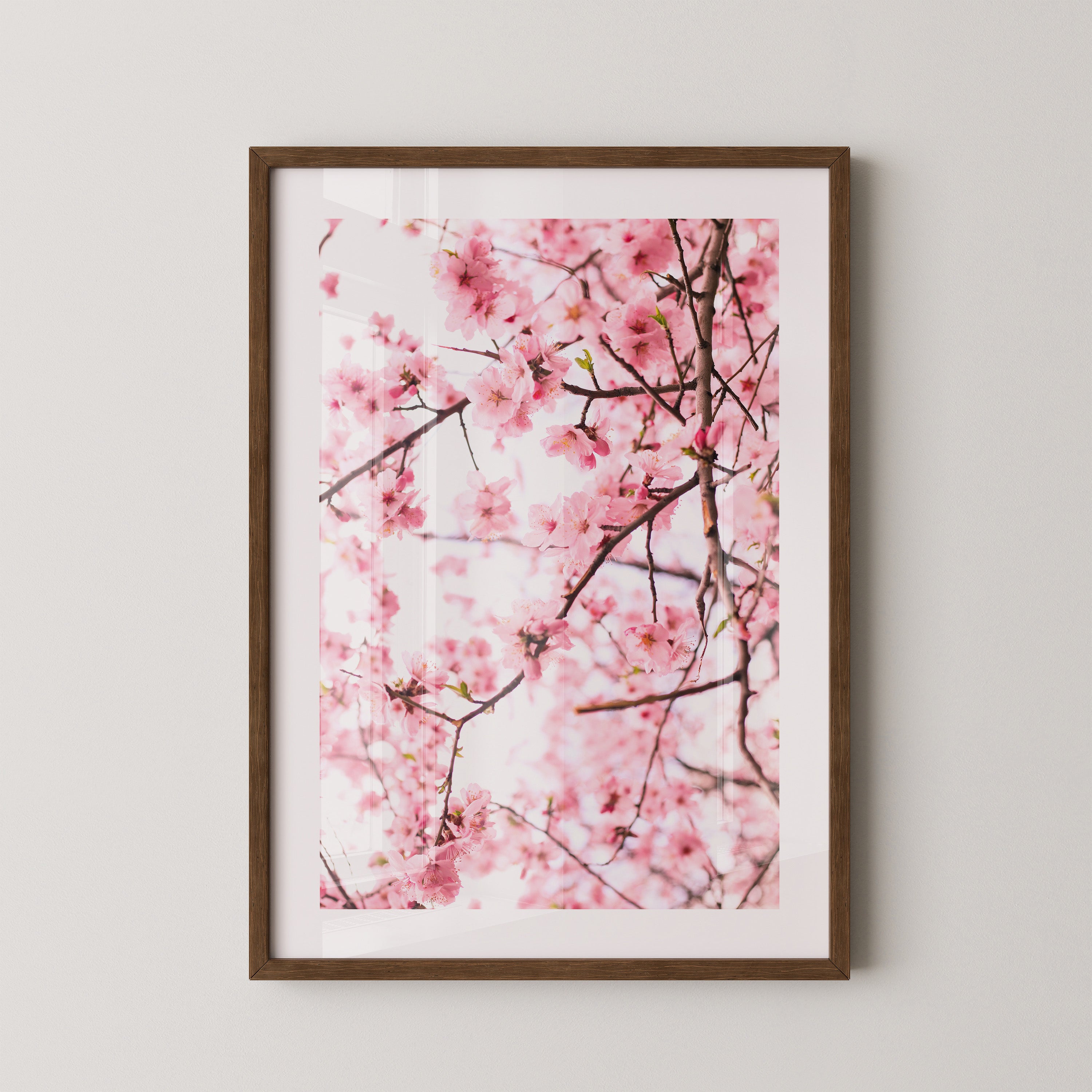 Kirschblüten zart rosa