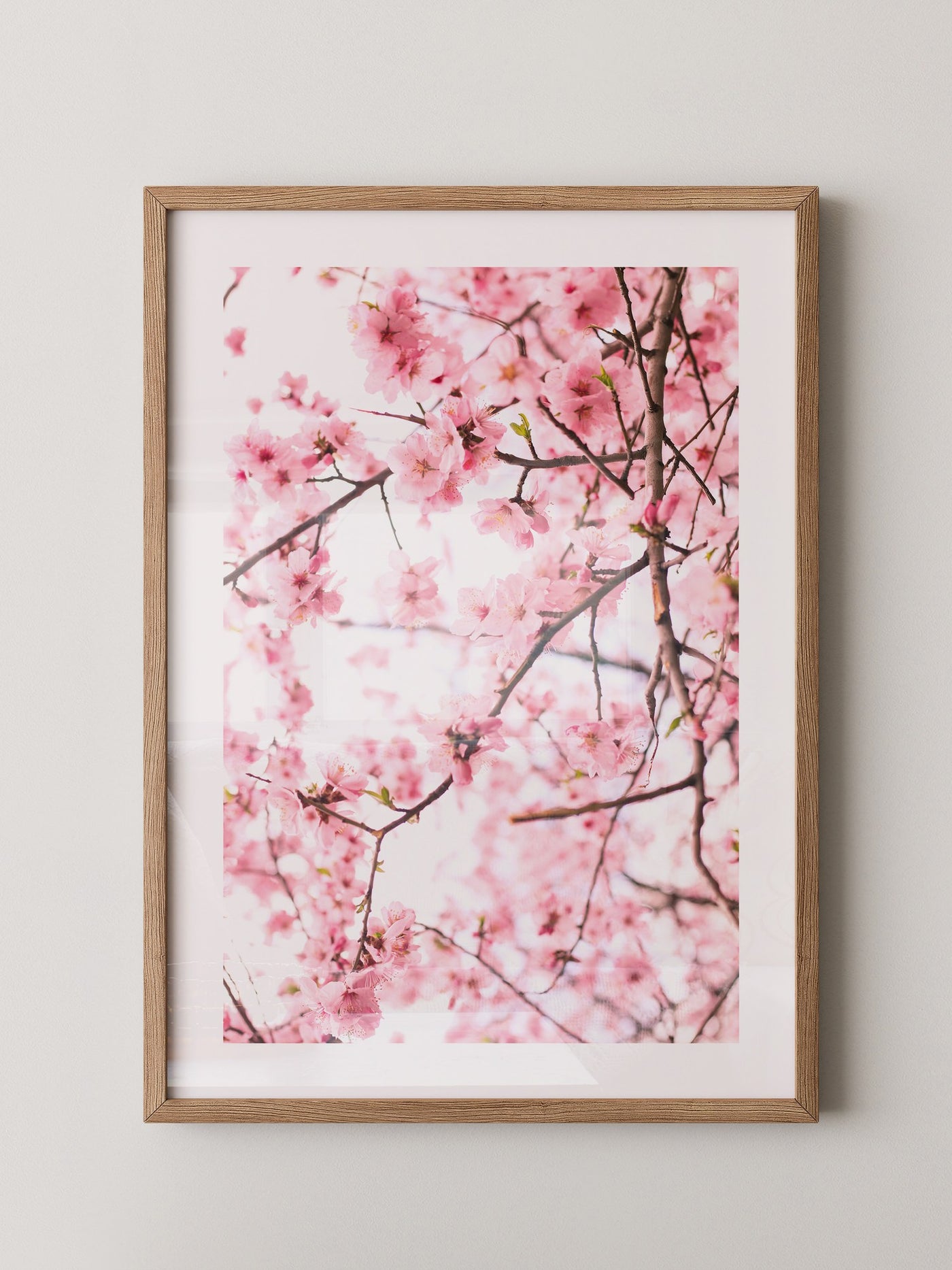 Kirschblüten zart rosa