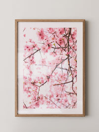 Kirschblüten zart rosa
