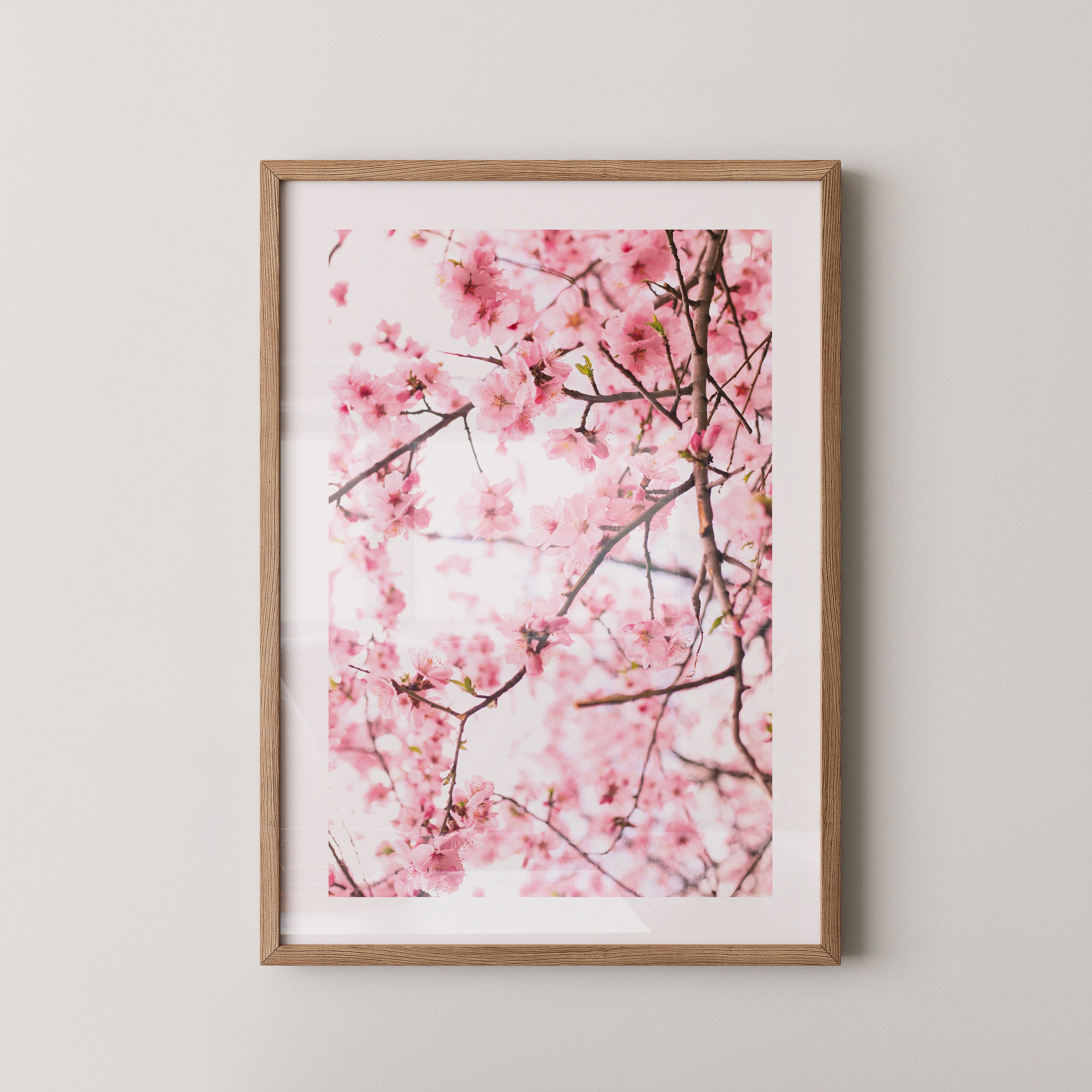 Kirschblüten zart rosa