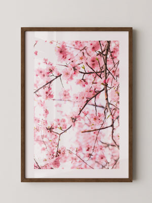 Kirschblüten zart rosa