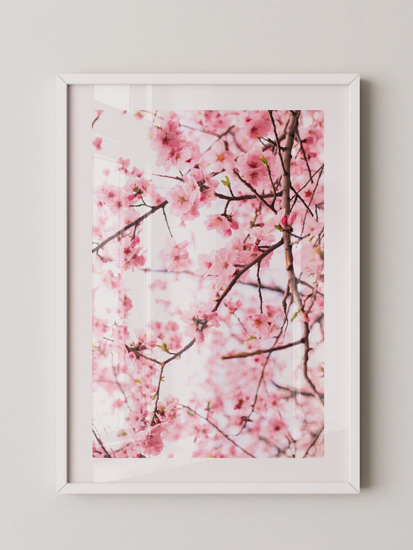Kirschblüten zart rosa