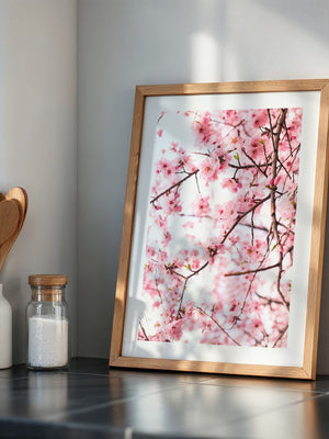 Kirschblüten zart rosa