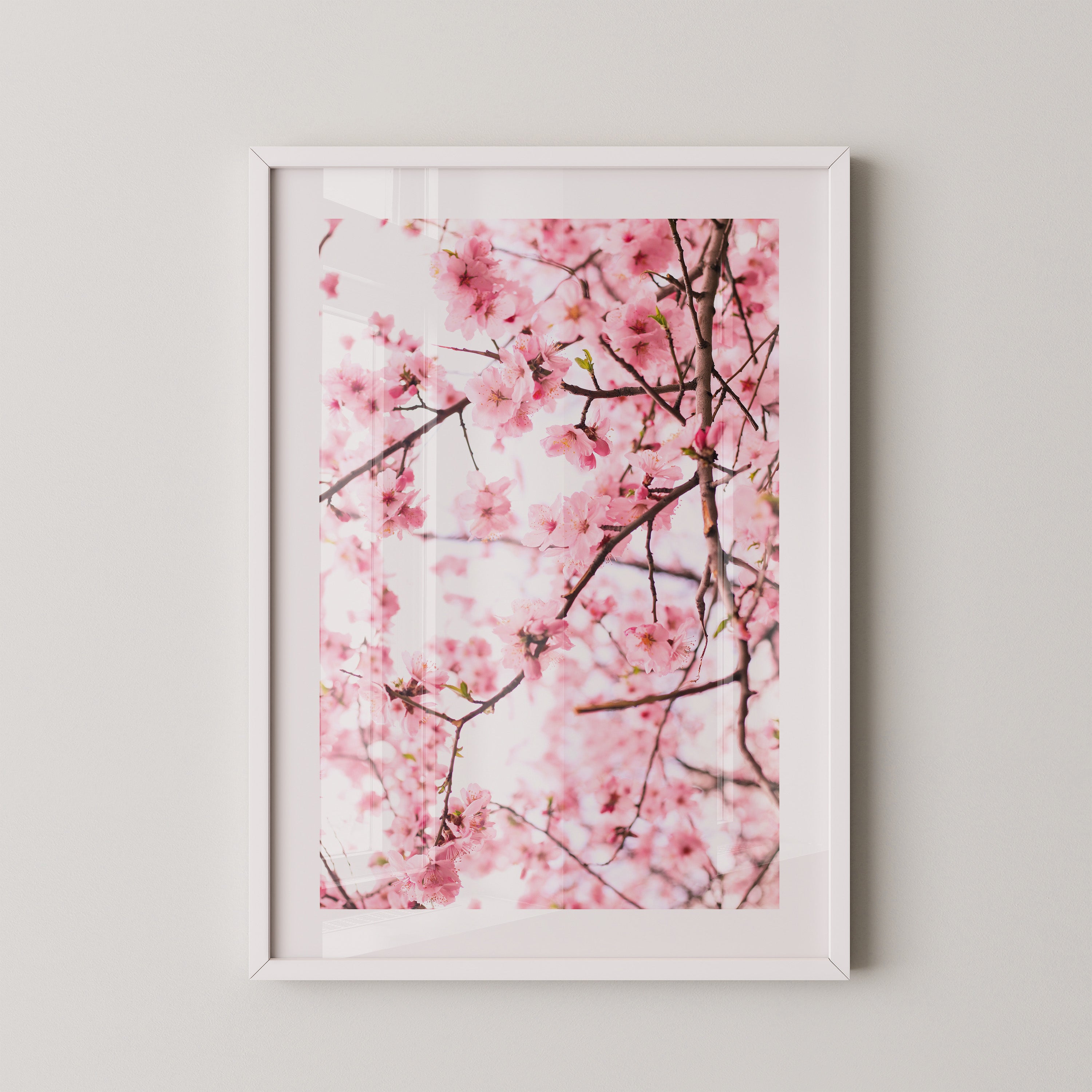 Kirschblüten zart rosa