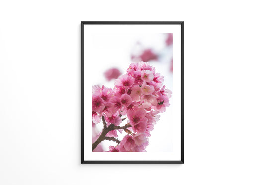 Kirschblüten Makro rosa