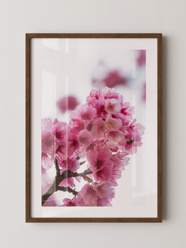 Kirschblüten Makro rosa