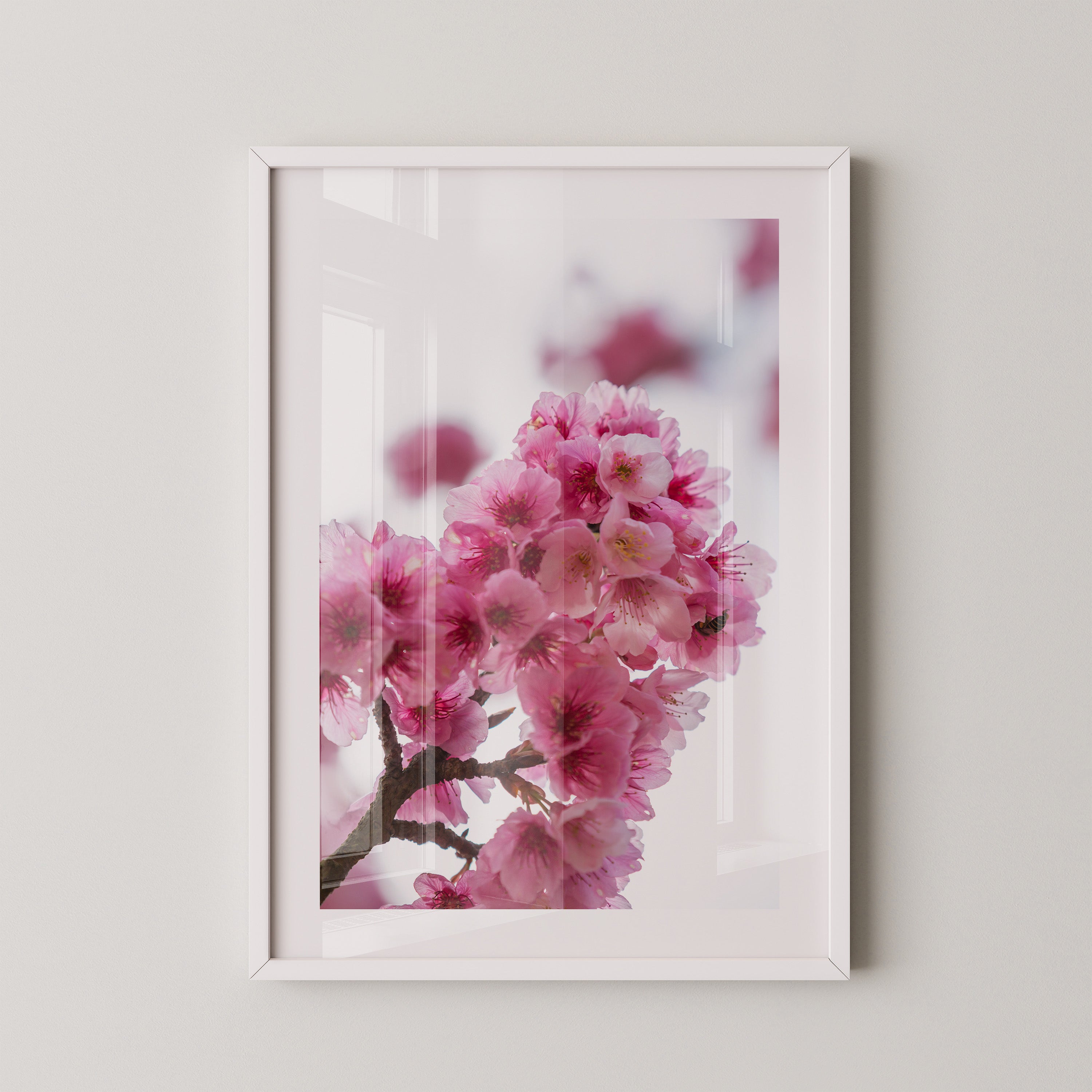 Kirschblüten Makro rosa