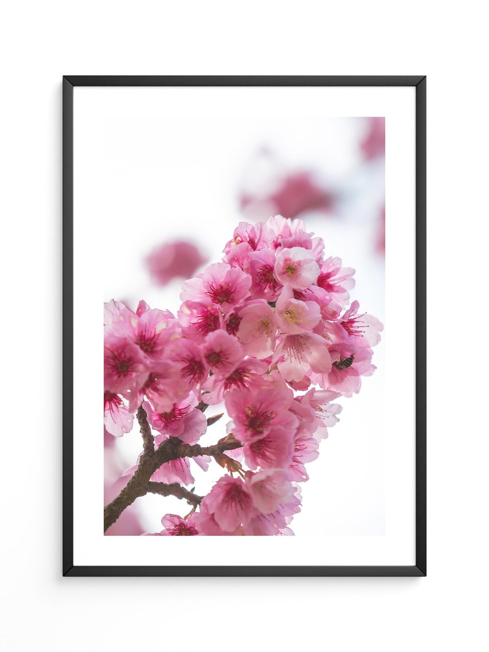 Kirschblüten Makro rosa