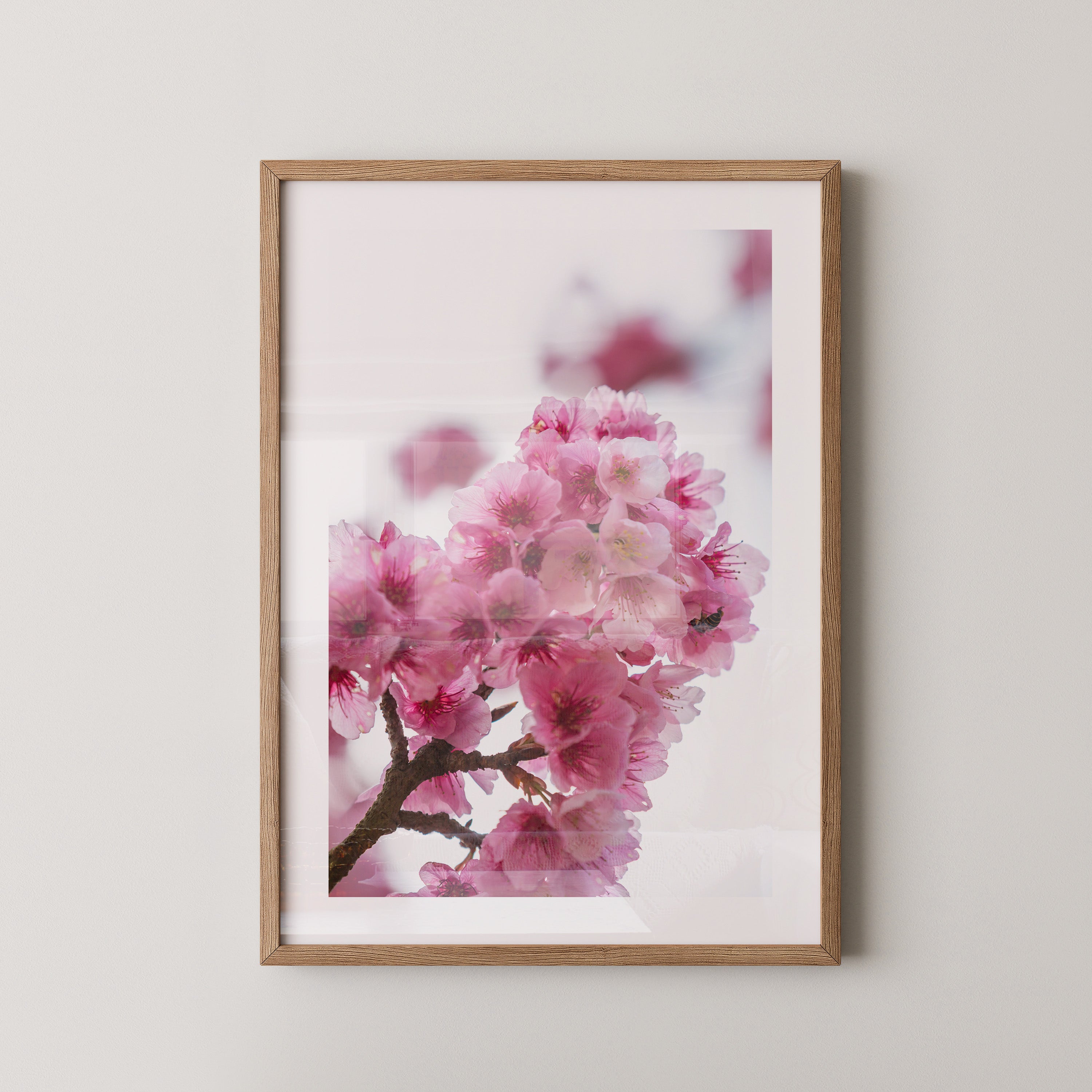 Kirschblüten Makro rosa