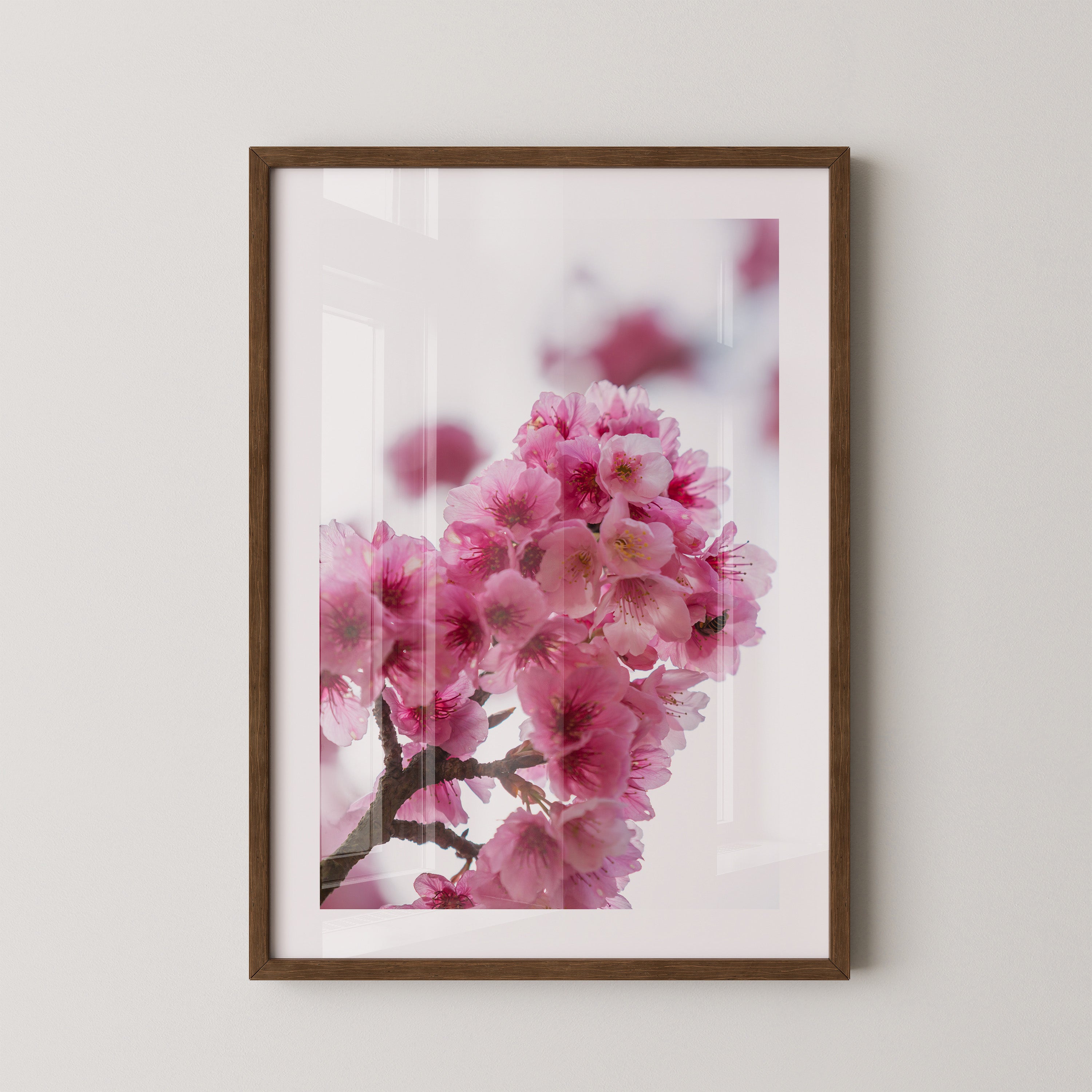 Kirschblüten Makro rosa