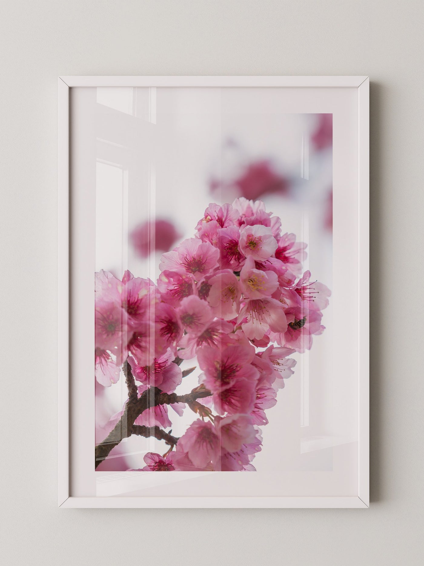 Kirschblüten Makro rosa