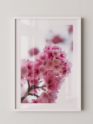 Kirschblüten Makro rosa